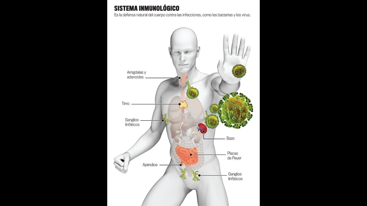 Como aumentar las defensas del sistema inmunológico