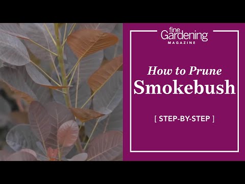 Video: How To Smoke Prunes