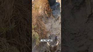 Leopard Mengintai Babi Hutan Yang Keluar Dari Sarangnya 
