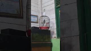 pancingan srigunting abu abu macet bunyi