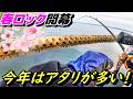 やっと海が春になってきた！能登のロック開花宣言でアタリ続出！