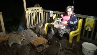 Tuesday August 29Th, 30 Raccoons Fill Up Before The Big Rain