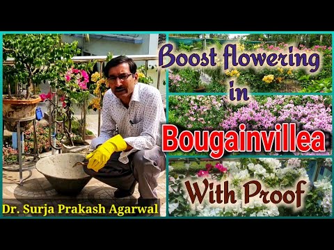 Best fertilizer to Boost flowering in Bougainvillea with full Updates
