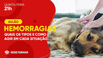 Quanto tempo dura um cachorro com hemorragia interna?