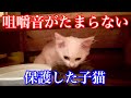 【野良子猫保護】生後3ヶ月の野良子猫の歯は強く美味しそうに噛み締めてました