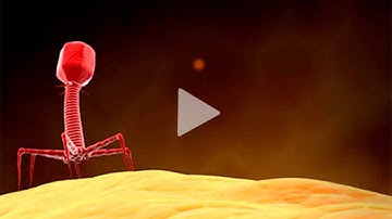 Host cell proteins (HCPs) in bacteriophage products | HCP analysis | Phages