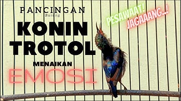 pancingan Burung Konin trotol gacor emosi untuk kolibri ninja ijoan sampe metalik  @mandorkicau