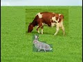 АНЕКДОТ про зайца и корову.