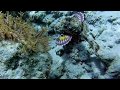 Chasing this spotted caribbean stonefish