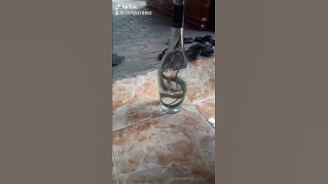 Ngâm rượu rắn ngâm sống