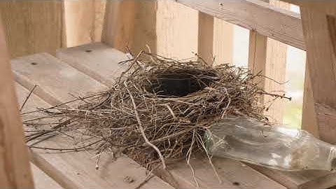 American Robin building nest over 3 days--time-lapse video