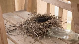 A pair of american robins built their nest on some shelves located our
balcony. this allowed me to set-up my camera in the living room record
nest-...