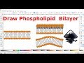 Inkscape for scientists - 17 | Drawing a phospholipid bilayer