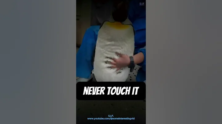 Why You Should NEVER Touch a Penguin in Antarctica 🐧❄️ #shorts #penguin