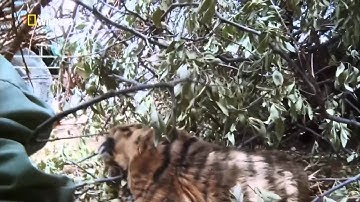 Openbox S10 (dealextreme) sample video recording