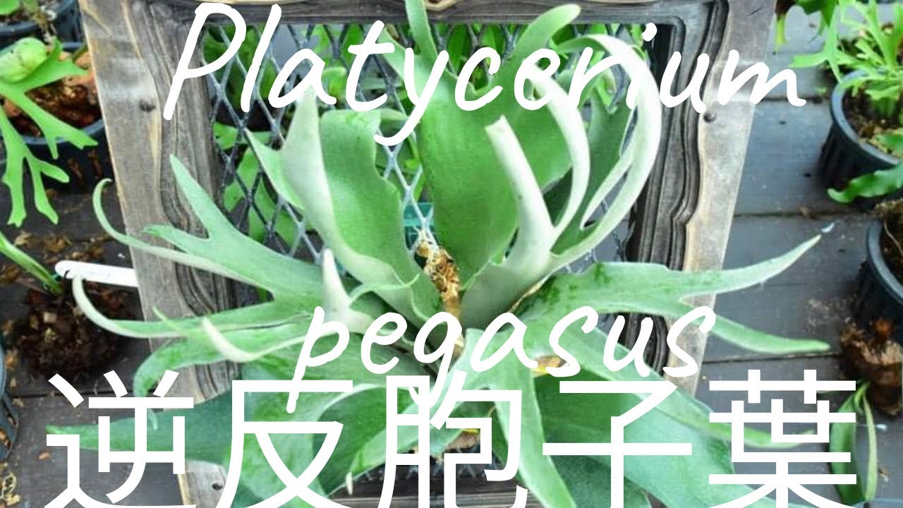 ビカクシダ ペガサス　逆そりの胞子葉の育て方。Platycerium Pegasus