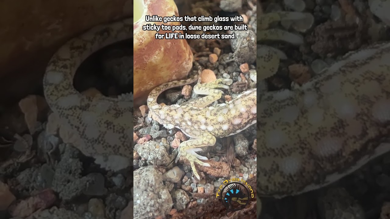 What would you name one of these Dune Geckos? #gecko #reptiles #pets #funfact #lizard
