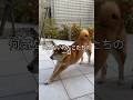 わんこたちの日常 #柴犬 #doggie #パグ #pug #cutedog #shibainu #shiba #routines #いぬのいる生活 #walking #犬好き #doglife