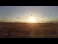 European Cranes, Hula Valley, Israel