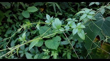 Phân biệt dây "Giảo cổ lam - Sâm 5 lá" thật và giả | THAODUOC.NET