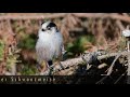 Stöber Naturfilm - Ein kurzer Besuch der Schwanzmeise