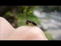 Handling Ant Mimicking Jumping Spider アリグモを手乗りする(2)