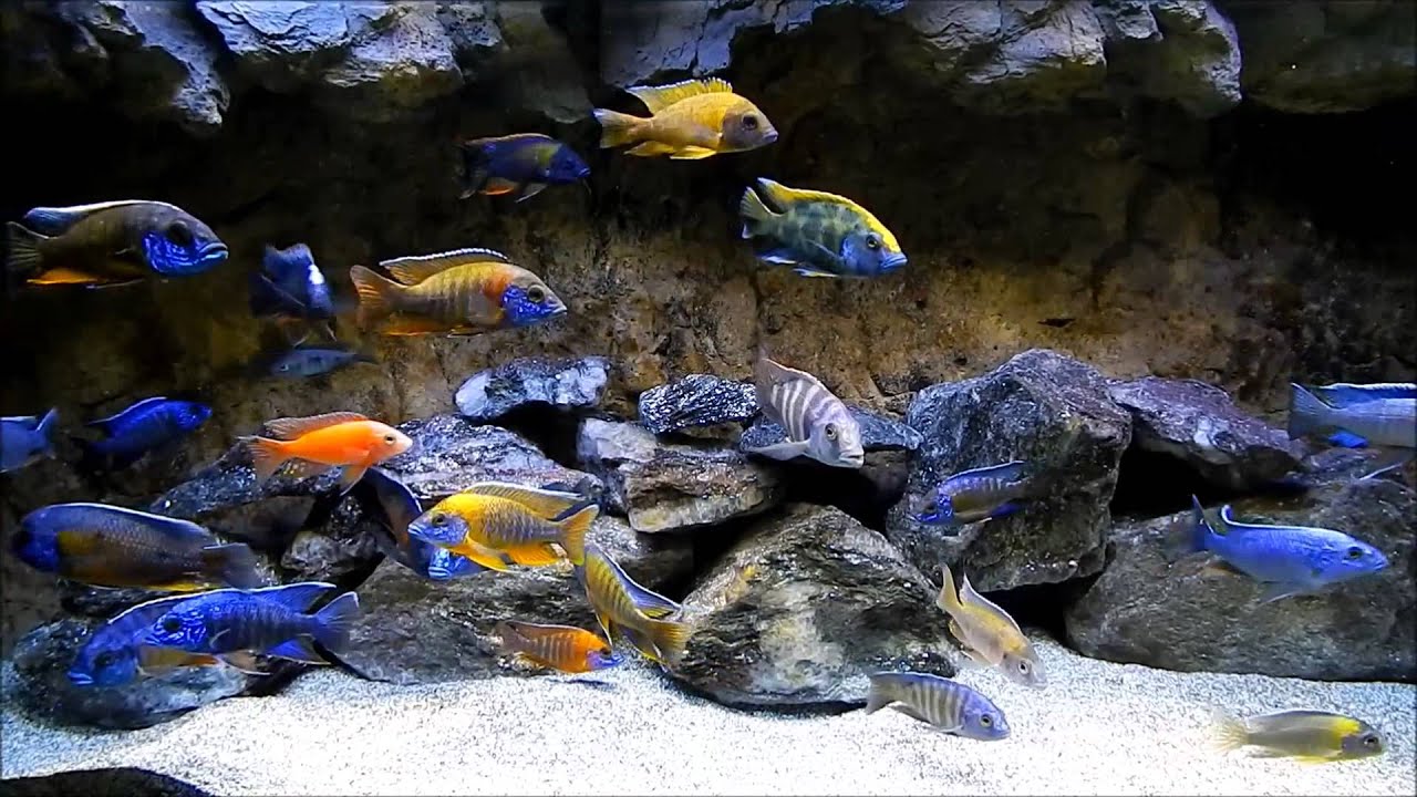  CICHLIDS  OF LAKE MALAWI YouTube