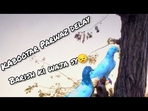 My first vlog on youtube| Pegion Parwaz delay|Turkish music remix studio®