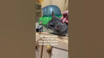 Шиншилла позволяет себя погладить #шиншилла