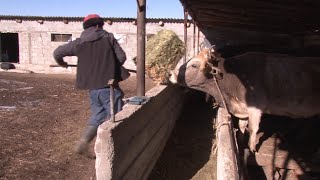 Кыш узакка созулса, тоют жетпей, жут болушу мүмкүн / 14.01.22 / НТС