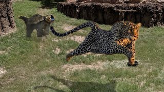 Angry Honey Badger attacks Leopard very hard, Wild Animals Attack