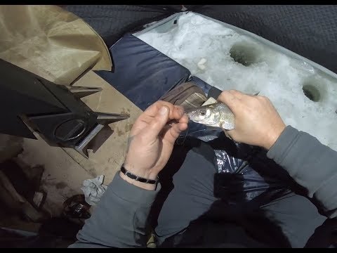 Зимняя РЫБАЛКА Сиг..