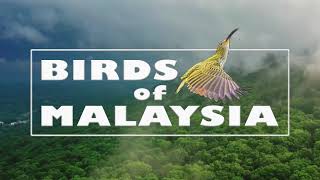 Birds Of Malaysia