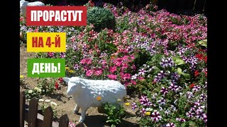 Самый быстрый способ проращивания петуний