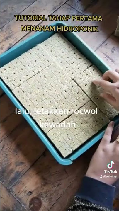 tahap awal menanam hidroponik untuk pemula, yaitu pembenihan