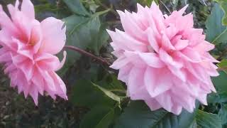 Kwiaty W Naszym Ogrodzie Owii