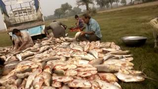 Adil Maken Fish Form
