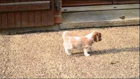 Comment reconnaître un chiot mâle et un chiot femelle ?