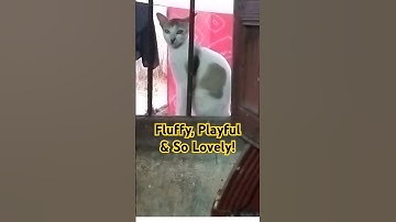 A Day With My Lovely Cat – Hugs, Purrs & Love! 🐱🥰 #shorts