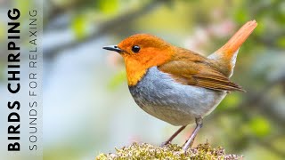 Relaxing Bird Sounds - Forest Birdsong Nature Sounds, The Best Birdsong, Singing Bird Ambience