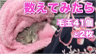 【ベルちゃん】一見きれいに見えるけど全身にステルス毛玉がなんと41個と2枚もあった猫【ステルス毛玉】