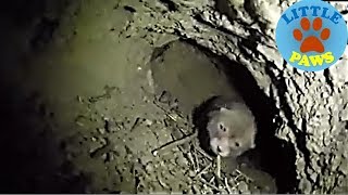 Rescue Homeless Fox Newborn In Deep Hole by LITTLE PAWS 13,026 views 5 years ago 2 minutes, 21 seconds