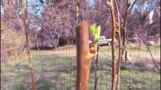How to Prune Raspberries - Quick Tips for the Backyard Gardener