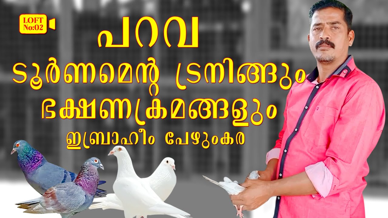Pigeon breeder with more than 25 years tradition in Palakkad Ibrahim Pezhungara (Best time 19h 58m)
