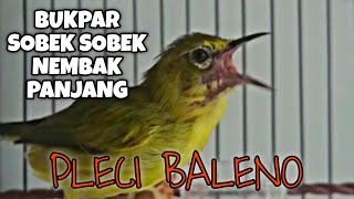 PLECI 'BALENO' NEMBAK WITWIT PANJANG PARUH SOBEK || MILIK MR.AHER ..