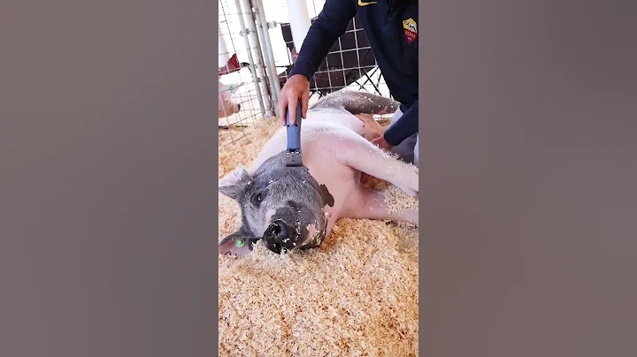 Clipping a seasoned vet showpig vs a rookie showpig.  #showpigs #livestockshow