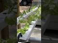 How to Build a NFT Hydroponic System in 60 Seconds #hydroponics #hydroponicsystem #diy