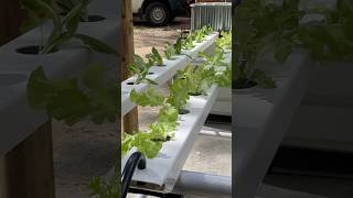 How to Build a NFT Hydroponic System in 60 Seconds #hydroponics #hydroponicsystem #diy