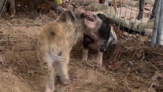 Potbelly pig v wild hog