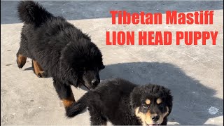 LION HEAD TIBETAN MASTIFF PUPPIES | TOO FUNNY THEY ARE  #puppy #funny